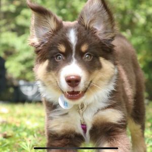 Meet your Posher, Crystal